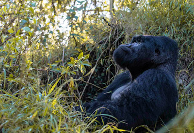 Silverback mountain gorilla Volcanoes National Park Gorillas Through the Mist Safari Rwanda