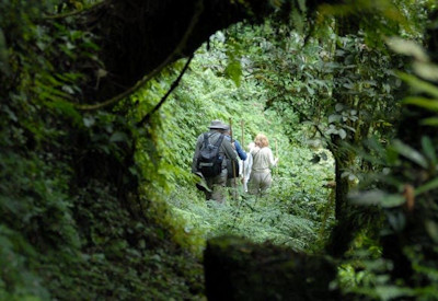Gorilla trekking misty forest Volcanoes National Park Gorillas Through the Mist Safari Rwanda