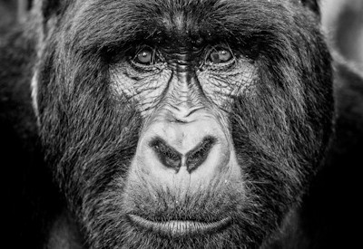 Mountain gorilla family close encounter Volcanoes National Park Rwanda gorilla trekking