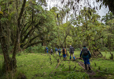 Gorilla trekking Volcanoes National Park 96 permits silverback family Primate Encounters