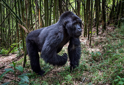 Large silverback mountain gorilla Volcanoes National Park Primate Encounters Rwanda