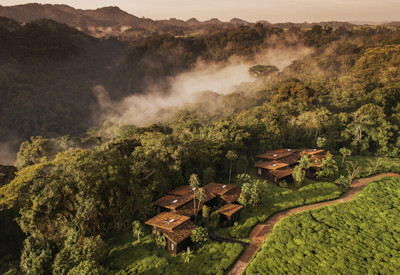 One&Only Nyungwe House tea plantation Nyungwe Forest Primate Encounters Rwanda