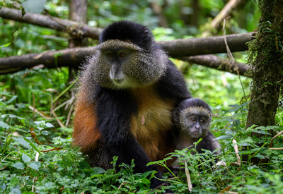 Nyungwe National Park largest montane rainforest Africa Mt Bigugu Primate Encounters