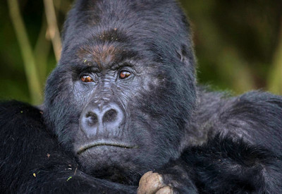 Mountain gorilla trekking bamboo forest Volcanoes National Park Rwanda Gorilla Safari