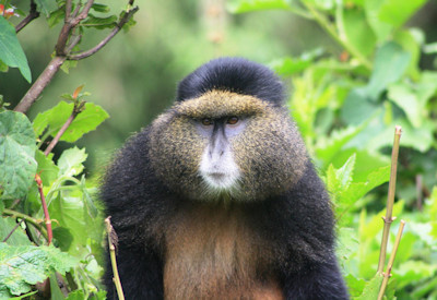 Golden monkey tracking Volcanoes National Park Rwanda Gorilla Safari