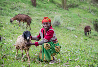 Virunga Lodge One Sheep Per Family community project Rwanda Gorilla Safari