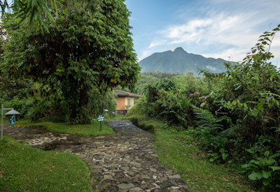 Wilderness Sabyinyo Silverback Lodge surrounded Volcanoes National Park Rwanda