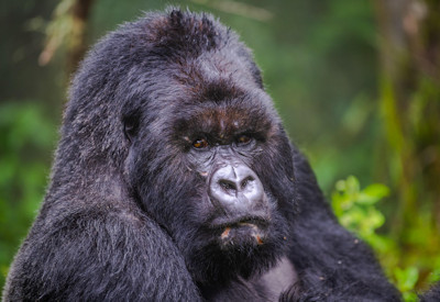 Silverback mountain gorilla sighting Volcanoes National Park Sabyinyo Safari Rwanda