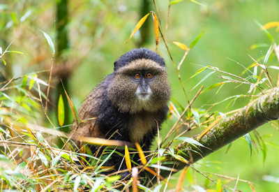 Golden monkey tracking Volcanoes National Park Sabyinyo Safari Rwanda