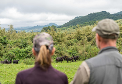 Buffalo wildlife sightings Volcanoes National Park Sabyinyo Safari Rwanda