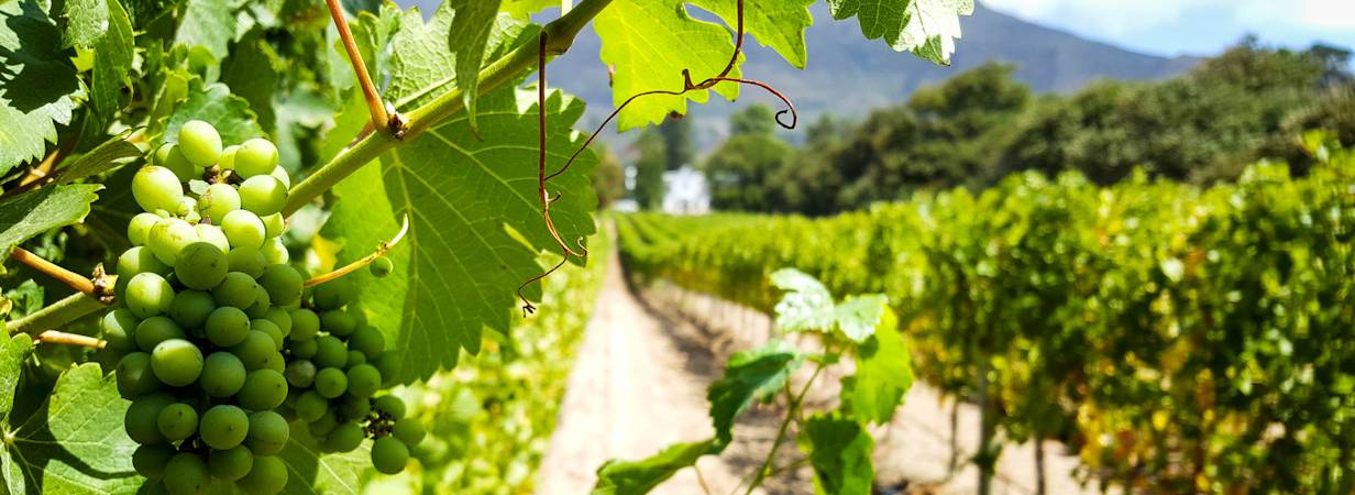 Buitenverwachting Wine Estate