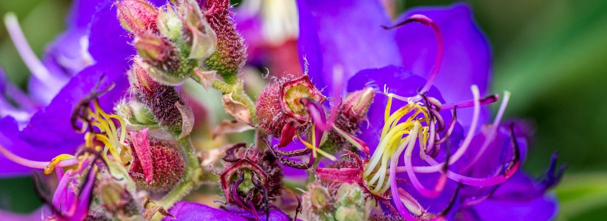 Kirstenbosch Botanical Gardens
