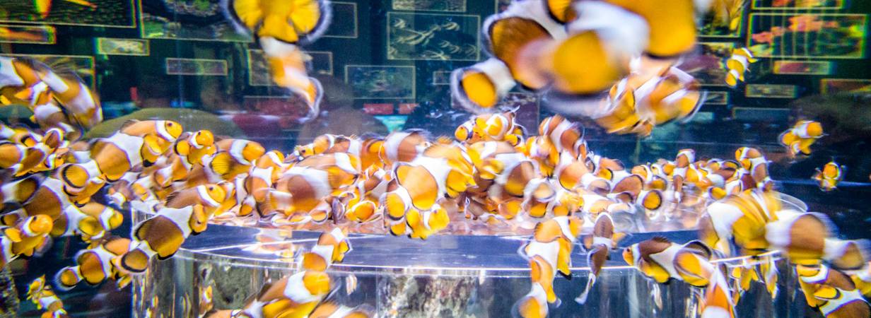 Two Oceans Aquarium