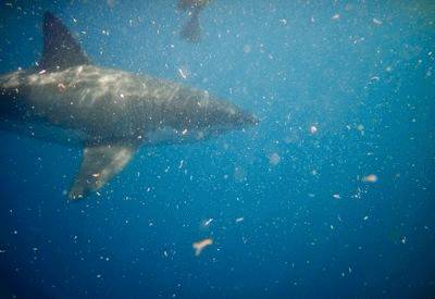 Gansbaai Shark Diving