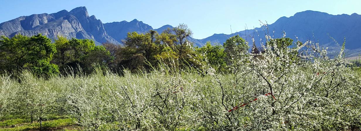 Tulbagh Scenery