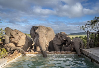Elephants drinking at waterhole viewed from Amakhala Hillsnek Lodge Amakhala Game Reserve