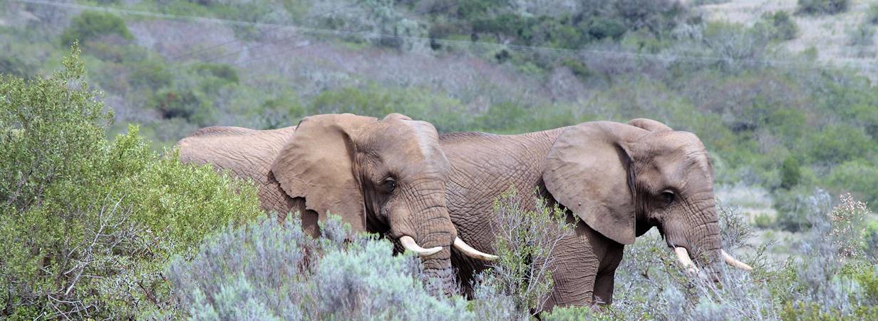 Addo Elephant Safari lodge