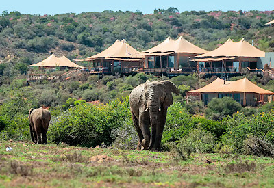 Luxury free-standing tented suites perched above Shamwari wilderness at Shamwari Sindile