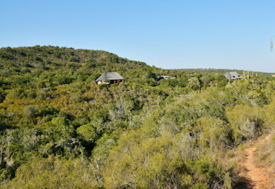 Sibuya Bush Lodge classic thatched lodge indigenous forested valley Sibuya Game Reserve Eastern Cape