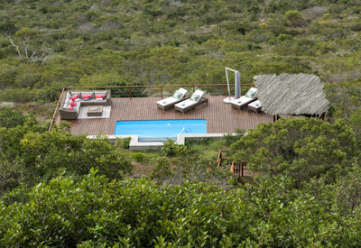 Swimming pool surrounded by lush vegetation