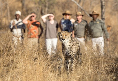 Morning and afternoon Karongwe safaris
