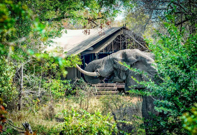 Surrounded by the wildlife of the Kruger Park