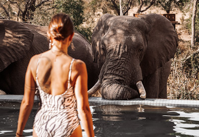 Elephants of the Greater Kruger National Park