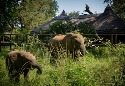 Elephants in front of Narina Lodge