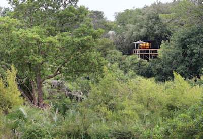 Tree Camp in the Sabi Sands Game Reserve
