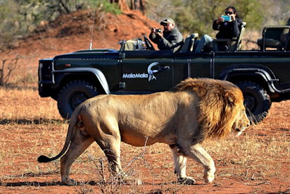 MalaMala offers the best game viewing experience