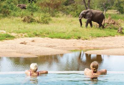 Motswari Private Game Reserve wildlife
