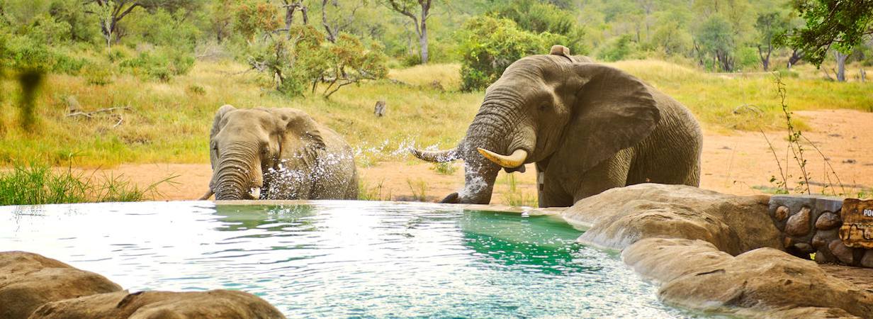 Motswari Game Lodge