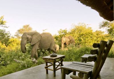 Wildlife sightings in the Motswari Game Reserve