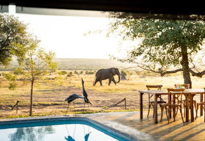 Outdoor furniture, pool and wildlife sightings
