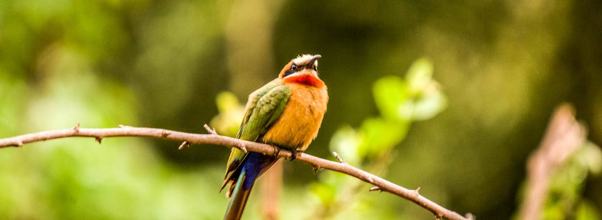 Kruger Park Birdlife Photo Gallery