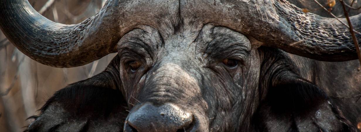 Kruger Park Buffalo Photo Gallery
