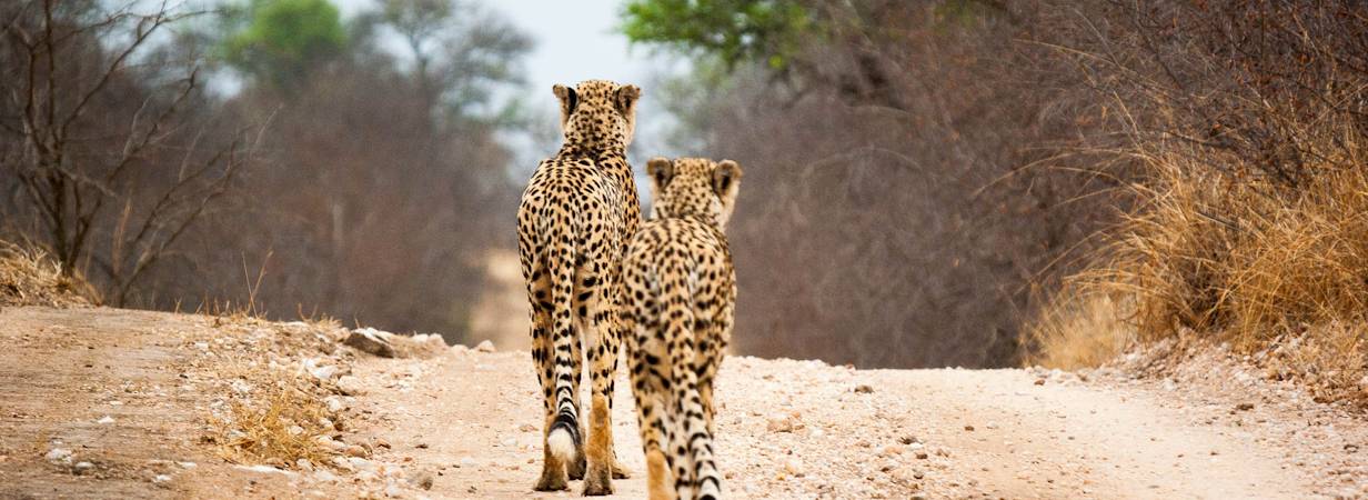 Kruger Park Cheetah Photo Gallery