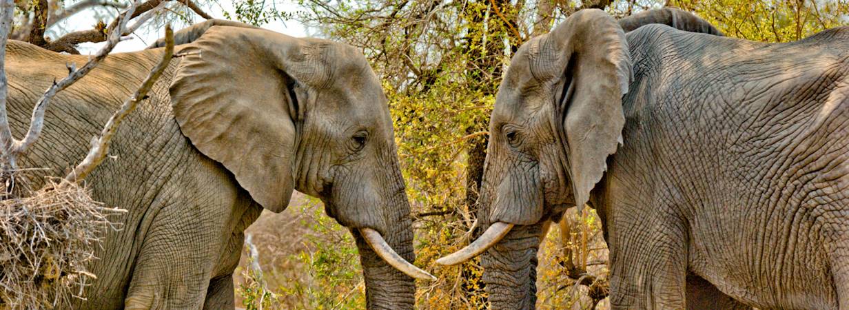 Kruger Park Elephant Photo Gallery