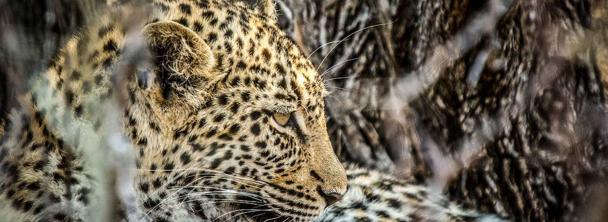 Kruger Park Leopard Photo Gallery