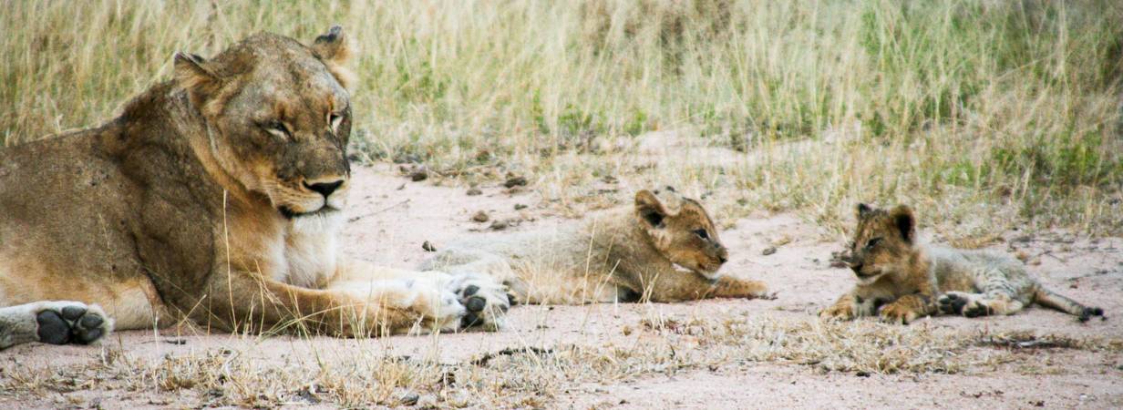 Kruger Park Lion Photo Gallery