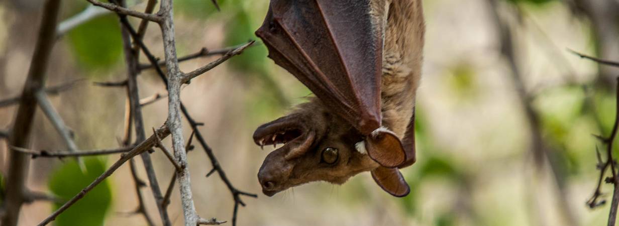 Kruger Park Wildlife Photo Gallery