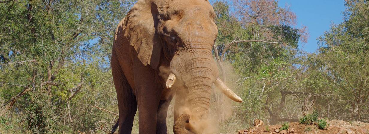 Madikwe Elephant Photo Gallery