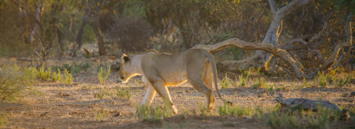 Madikwe Lion Photo Gallery