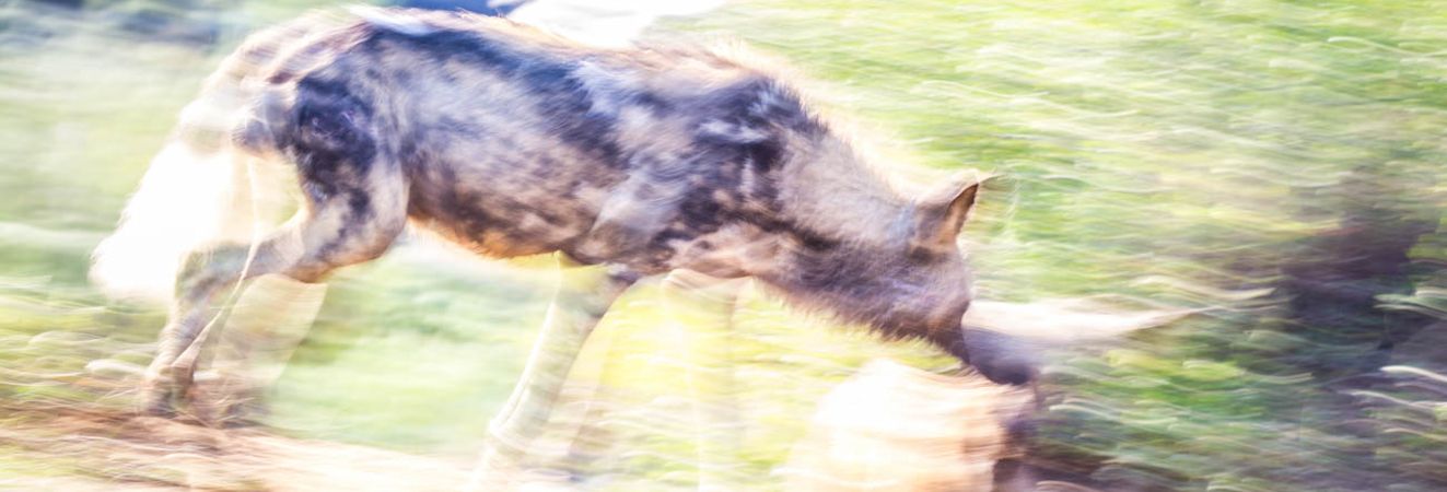 Madikwe Wild Dog Photo Gallery