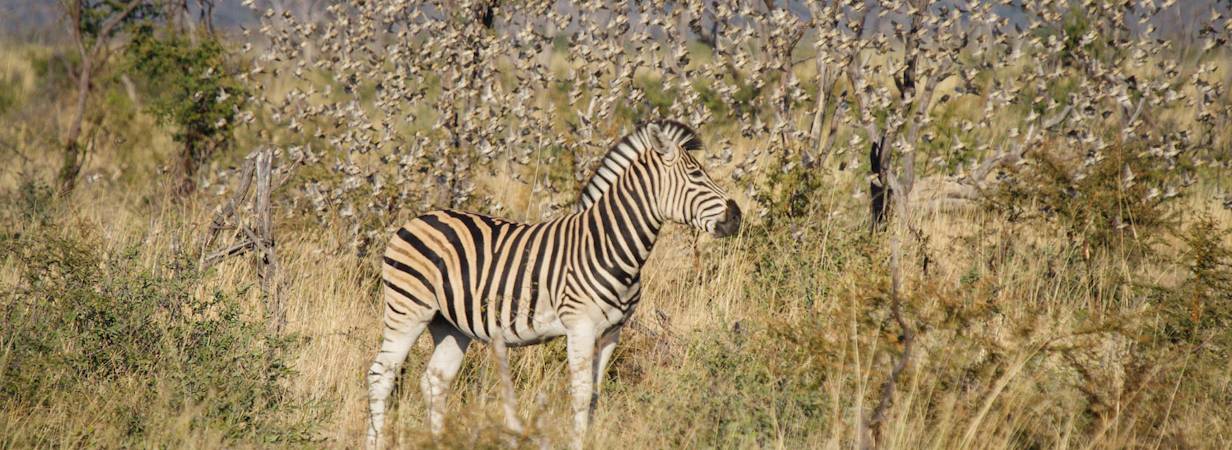 Madikwe Wildlife Photo Gallery