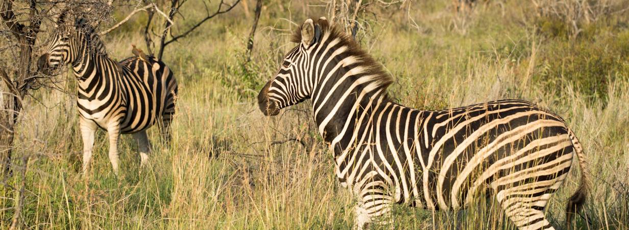 Madikwe Zebra Photo Gallery