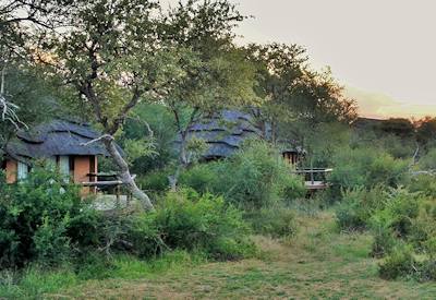 Private thatched safari suite among leadwood trees at Motswiri Safari Lodge Madikwe