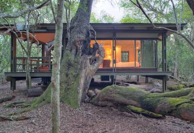 Unique glass and wood suite design blending into Phinda sand forest at AndBeyond Forest Lodge