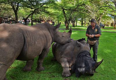 Rhino herd in Thula Thula Private Game Reserve home of The Elephant Whisperer KwaZulu-Natal