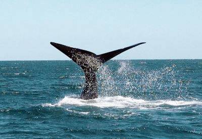 Hermanus Southern Right Whale best land-based whale watching Cape Town Wine Whales safari